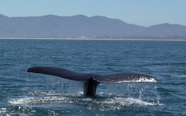 Southern Right Whale Tale